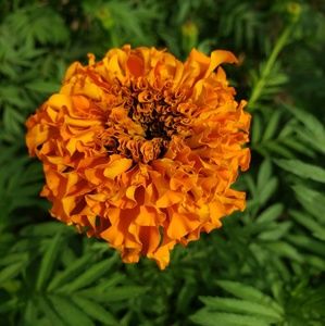 Meet your Posher, Mayra